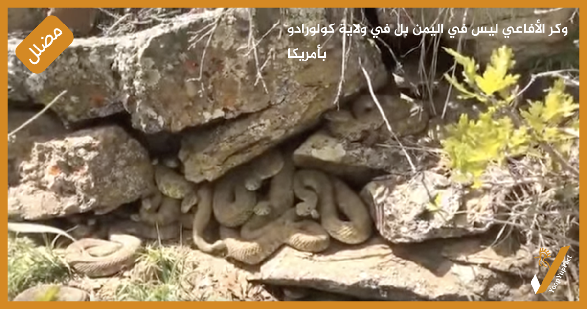 وكر الأفاعي ليس في اليمن بل في ولاية كولورادو بأمريكا وكر الأفاعي ليس في اليمن بل في ولاية كولورادو بأمريكا