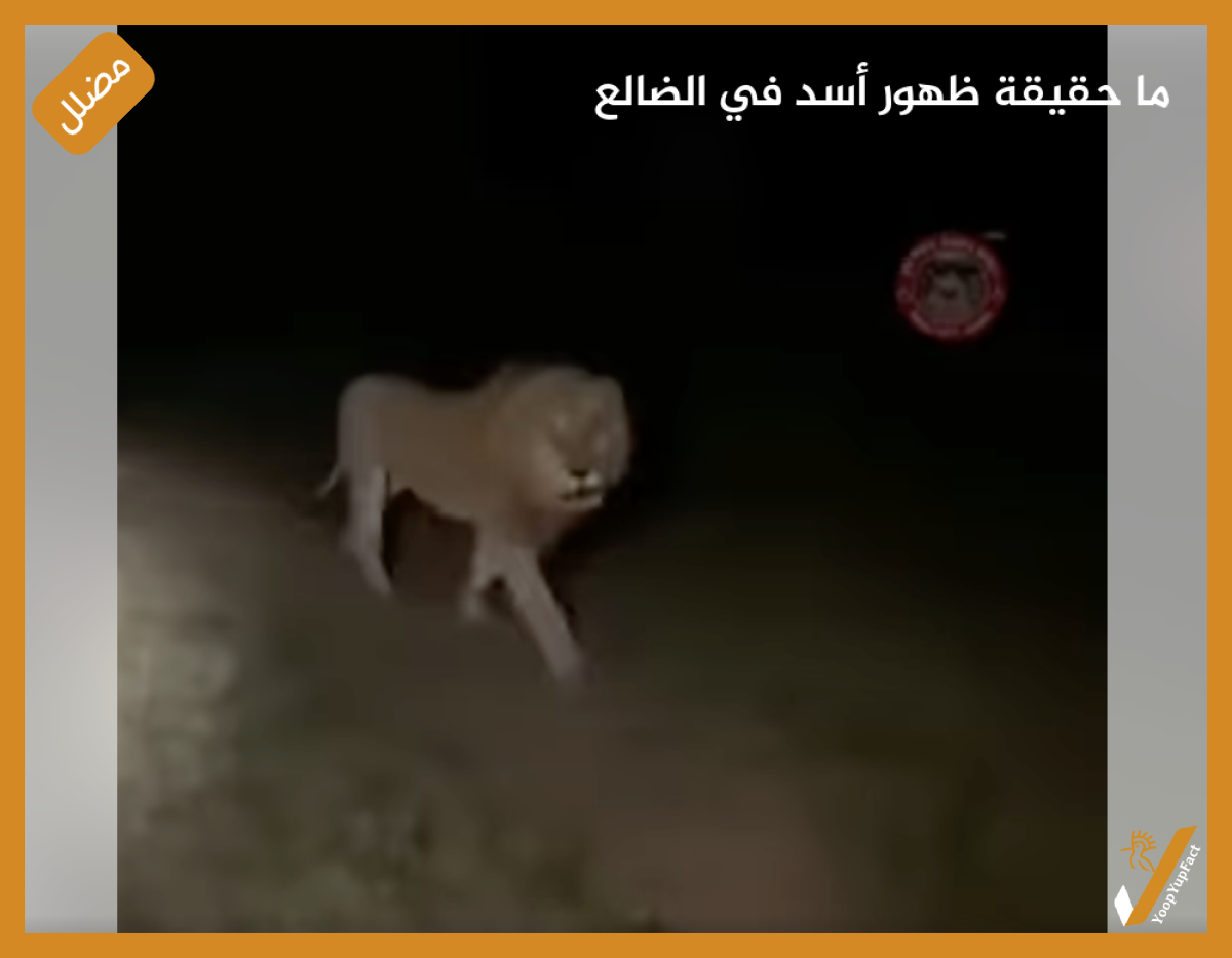 ما حقيقة ظهور أسد في الضالع ما حقيقة ظهور أسد في الضالع